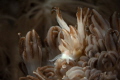Nudibranch Phyllodesmium jakobsenae Nudibranch Phyllodesmium jakobsenae