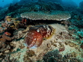 Whoop Whoop Whoop
Reef Cuttlefish Sepia latimanus
Bali Indonisia Whoop Whoop Whoop
Reef Cuttlefish Sepia latimanus
Bali Indonisia