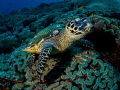 Hello
Hawksbill Turtle Eretmochelys imbricata
Bali Indonesia Hello
Hawksbill Turtle Eretmochelys imbricata
Bali Indonesia