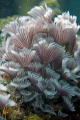 A lovely bunch of....social feather duster worms. A lovely bunch of....social feather duster worms.