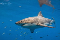 White shark and blue Isla Guadalupe Mexico White shark and blue Isla Guadalupe Mexico