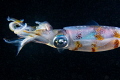 Squid feeding Squid feeding