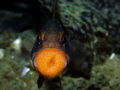A mouth brooding fish, showing off his eggs
