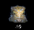 Juvenile yellow boxfish
With Retra snoot
F16.0 1/250 ISO100
Anilao photo Academy Juvenile yellow boxfish
With Retra snoot
F16.0 1/250 ISO100
Anilao photo Academy