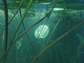 heider bergsee heider bergsee