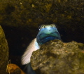 A loach in a rain forest stream A loach in a rain forest stream