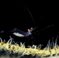 shrimp with eggs in Little Cayman shrimp with eggs in Little Cayman