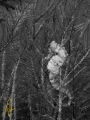 Safe in the hydroids Safe in the hydroids