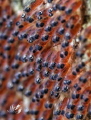 Clownfish eggs
Nikon D7200
Tamron 90mm
Sea Sea YS D2
F11.0 1/160 ISO100
Clownfish eggs
Nikon D7200
Tamron 90mm
Sea Sea YS D2
F11.0 1/160 ISO100