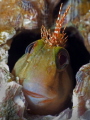 Molly Miller Blenny Scartella cristata Jupiter Florida Molly Miller Blenny Scartella cristata Jupiter Florida
