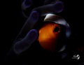 Watching the dawn of a new day
Clownfish with Retra snoot
Nikon D7200
Retra snoot
Sea Sea YS D2
Tamron 90mm
F/20 1/250 ISO100 Watching the dawn of a new day
Clownfish with Retra snoot
Nikon D7200
Retra snoot
Sea Sea YS D2
Tamron 90mm
F/20 1/250 ISO100