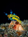 Aerials
Nudibranch Tambja sp.
Bali Indonesia Aerials
Nudibranch Tambja sp.
Bali Indonesia