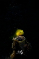 Yellow Gobyfish looking at the stars
Nikon D7200
Sea Sea YS D2 with Retra snoot
Tamron 90mm
F16.0 1/320 ISO100 Yellow Gobyfish looking at the stars
Nikon D7200
Sea Sea YS D2 with Retra snoot
Tamron 90mm
F16.0 1/320 ISO100