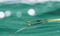 Baby Seahorse in the seagrass size 10 12mm
June July is the time of birth in the Thau Lagoon in France.
BAby seahorses like to swim around in the seagrass drifting at the surface. Baby Seahorse in the seagrass size 10 12mm
June July is the time of birth in the Thau Lagoon in France.
BAby seahorses like to swim around in the seagrass drifting at the surface.