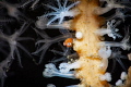 Transluent Gorgonian Shrimp Transluent Gorgonian Shrimp