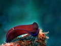 Wait and Sea Tubulophilipnosis gardineri Wait and Sea Tubulophilipnosis gardineri