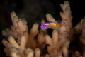 Pink eyed Goby Bryaninops natans Pink eyed Goby Bryaninops natans