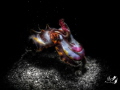 Black white and color
Flamboyant cuttlefish metasepia Pfefferi with Retra snoot
F16.0 1/250 ISO100
Nikon D7200
Sea Sea YS D2
Tamron 90mm
Black white and color
Flamboyant cuttlefish metasepia Pfefferi with Retra snoot
F16.0 1/250 ISO100
Nikon D7200
Sea Sea YS D2
Tamron 90mm