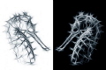 Hippocampus histrix using fractalius plug ins Hippocampus histrix using fractalius plug ins