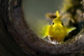 Lemon goby Lubricogobius exiguus Lemon goby Lubricogobius exiguus