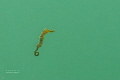 Ninja Baby Seahorse a tiny hero in the big lagoon Ninja Baby Seahorse a tiny hero in the big lagoon