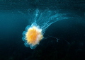 Lions mane jelly Lions mane jelly