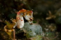 Pontoh s pygmy seahorse Hippocampus pontohi Pontoh s pygmy seahorse Hippocampus pontohi