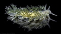 This image reflect the unknown nudibranch diversity of the Chilean Patagonia. This image reflect the unknown nudibranch diversity of the Chilean Patagonia.