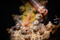 Basket star shrimp Basket star shrimp