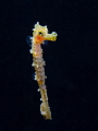 Juvenile seahorse Juvenile seahorse