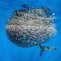 A clever dusky whaler employs an unusual technique and feasts on a tightly packed bait ball by slowly swimming head first in and waiting for fish to swim into its mouth.