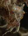 Gestippelde mosdierslakjes Thecacera pennigera approx. 3 mm. Gestippelde mosdierslakjes Thecacera pennigera approx. 3 mm.