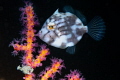 Juvenile filefish Juvenile filefish