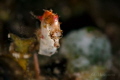 Pontoh s pygmy seahorse Hippocampus pontohi Pontoh s pygmy seahorse Hippocampus pontohi