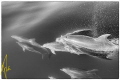 spotted dolphin riding the bow wave spotted dolphin riding the bow wave
