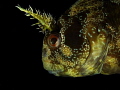 Parablennius gattorugine Parablennius gattorugine
