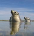 Some playful seals,Abrohlos islands.
Western Australia