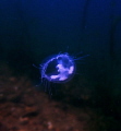 sweet jelly fish from china in german lake Fühlinger See