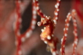 Denise s pygmy seahorse Hippocampus denise Denise s pygmy seahorse Hippocampus denise