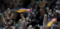 Yoga fish
Pinkeye Goby Bryaninops natans
Yoga fish
Pinkeye Goby Bryaninops natans