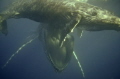 What a great sight today captured a Mother Humpback Whale with her mouth open and her Calf leaning against the top of her open mouth What a great sight today captured a Mother Humpback Whale with her mouth open and her Calf leaning against the top of her open mouth