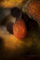Redhead Stylophora Goby Paragobiodon echinocephalus Redhead Stylophora Goby Paragobiodon echinocephalus