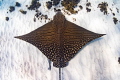 The critically endangered Ornate Eagle Ray makes an appearance on the Ningaloo Reef. This is the 7th individual identified in this special part of the world.
