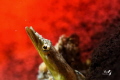 On fire
Yellowface Pike Blenny
Nikon D7200
Sea Sea YS D2 with Retra snoot
Z330
Tamron 90mm subsee 10
On fire
Yellowface Pike Blenny
Nikon D7200
Sea Sea YS D2 with Retra snoot
Z330
Tamron 90mm subsee 10