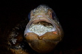 Mouthbrooding Cardinalfish Mouthbrooding Cardinalfish