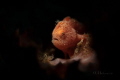 Tiny frogfish Antennarius pictus Tiny frogfish Antennarius pictus