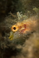 Black faced blenny Tripterygion delaisi
Canon macro 60 mm 1/200 f/20 iso200 Black faced blenny Tripterygion delaisi
Canon macro 60 mm 1/200 f/20 iso200