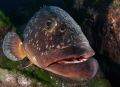 grouper