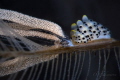 Process of laying eggs of Black Spotted Doto
Process of laying eggs of Black Spotted Doto