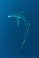 Silhouet of a blue shark Silhouet of a blue shark